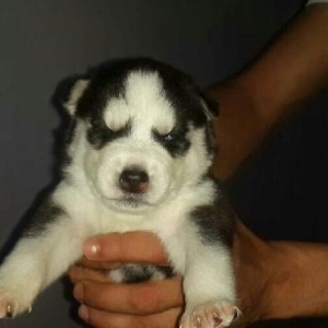 Gozleri goy erkek xaksi  balasi satilir tam saglam baladir 45 gunlukdu