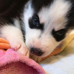 Gozleri goy erkek xaksi  balasi satilir tam saglam baladir 45 gunlukdu