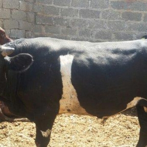 hər növ cins erkək danalar 180 kq dan başlayan diri cekiyke isdenilən