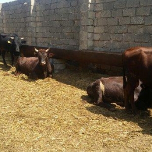 hər növ cins erkək danalar 180 kq dan başlayan diri cekiyke isdenilən