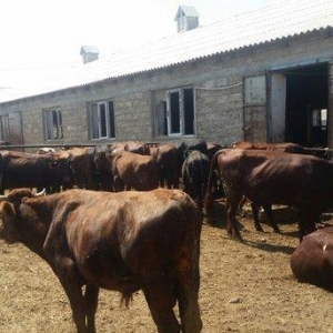 hər növ cins erkək danalar 180 kq dan başlayan diri cekiyke isdenilən