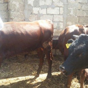 hər növ cins erkək danalar 180 kq dan başlayan diri cekiyke isdenilən