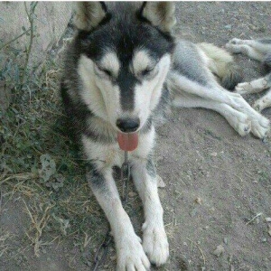 temiz xaski satilir 1 defe bala verib erkek xaskide var ikisi ayriliqd