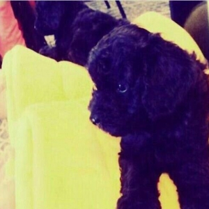 Pudel 5 aylir. Evi ve butun aksisuarlari hediyye. Tam saglamdir. Diwii