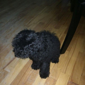 Pudel 5 aylir. Evi ve butun aksisuarlari hediyye. Tam saglamdir. Diwii