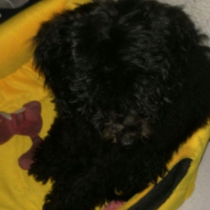 Pudel 5 aylir. Evi ve butun aksisuarlari hediyye. Tam saglamdir. Diwii