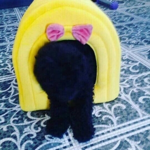 Pudel 5 aylir. Evi ve butun aksisuarlari hediyye. Tam saglamdir. Diwii