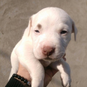 Pitbull balasi satilir atasi anasi qaradagda taninmis itlərdi tayson v