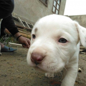 Pitbull balasi satilir atasi anasi qaradagda taninmis itlərdi tayson v