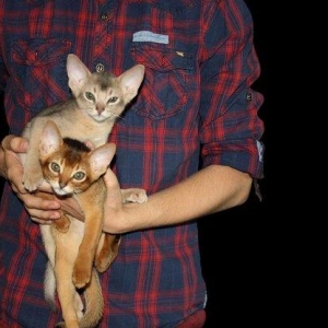 Очень ласковые, сообразительные и послушные аби детки ищут родителей!