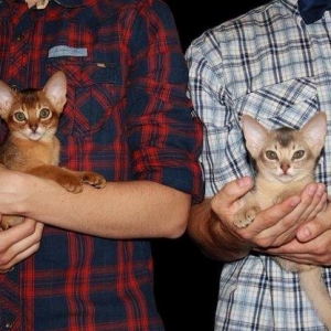 Очень ласковые, сообразительные и послушные аби детки ищут родителей!