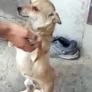 dişi zvanok 1 yas 7 ayliqdi 2 defe bala verib.40 azn qiymet sondu