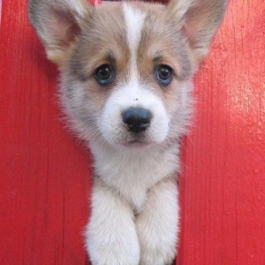 -Щенки КОРГИ рыже-белого . Документы ФЦИ- КСУ . Вакцинация обработка