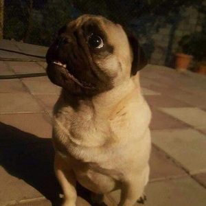 Mops cinsi. 1 yaşı var, xəstəliyi yoxdur, mütəmadi olaraq baxımlı olub