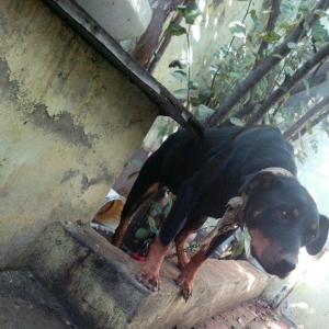 Rotwailer disi satilir texminen 6,7 ayliq  olar deqiq bilmirem yasin v