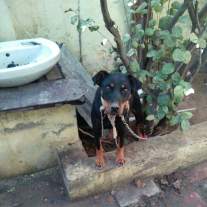 Rotveller satilir 6,7 ayliq olar deqiq bilmirem veribler baxmaqa vaxt