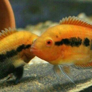 1 cùt baliq multispinoza. Ölcüleri texmini 10 sm.. Her ay 380-400 bala