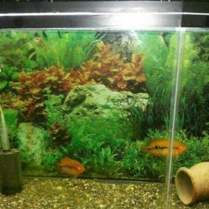 1 cùt baliq multispinoza. Ölcüleri texmini 10 sm.. Her ay 380-400 bala