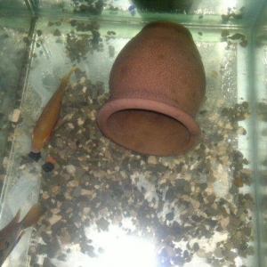 1 cùt baliq multispinoza. Ölcüleri texmini 10 sm.. Her ay 380-400 bala