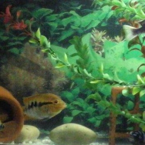 1 cùt baliq multispinoza. Ölcüleri texmini 10 sm.. Her ay 380-400 bala