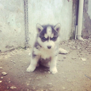 Salam temiz xaski balaları satılır 3 erkek qalıb her 2 gözleride göydü