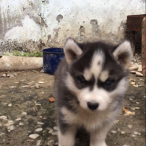 Salam temiz xaski balaları satılır 3 erkek qalıb her 2 gözleride göydü