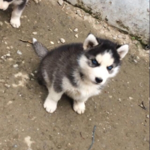 Salam temiz xaski balaları satılır 3 erkek qalıb her 2 gözleride göydü