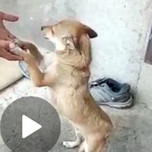 Zvanok 1 yas 7 ayliqdi 2 defe bala verib. 40 azn qiymet sondu.