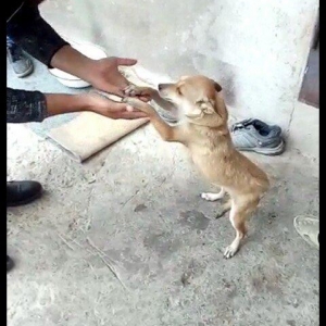 Zvanok 1 yas 7 ayliqdi 2 defe bala verib. 40 azn qiymet sondu.