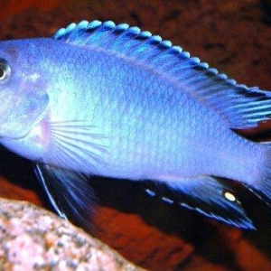 Göy pindani balıqları. Ozum artirmisam. Boylar