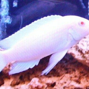 Ağ pindani balıqları 3 sm 2 azn. Başqa balıql