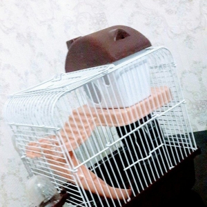 xamyak ve cunqariklercun Teze qefes icinin her bir