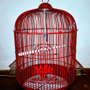 Teze iri qefes satilir coxxxx urek acan rengi var.