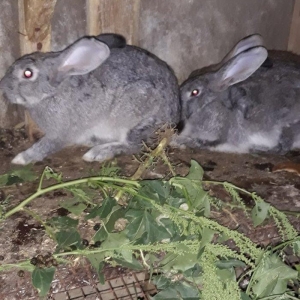 Dosan ve dosan balasi satiram. Xayis edirem bu nomreye zeng edesiz