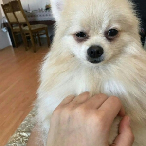 temız ev ıtıdı hecbır xesdelıyı yoxdu pasbortu var  cınsı erkeydı  1