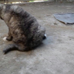 Şamaxi coban itidi 40 gunluk kucuydu ite baxanda bilinir nece it oldug