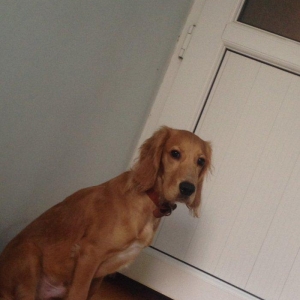 Спаниель 6 месяцев очень добрый ласковый любит детей мальчик очень хор