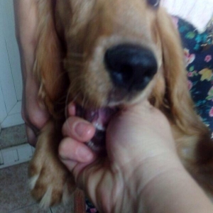 Спаниель 6 месяцев очень добрый ласковый любит детей мальчик очень хор