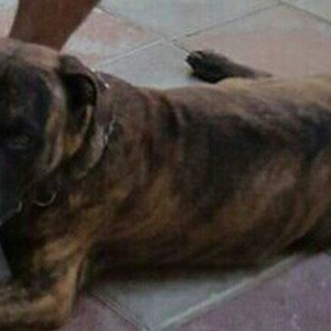 Ukraynadan gətirilmə pit bull 11 aylıqdı pasportu var komada ları bili