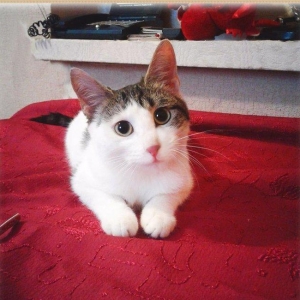 Домашняя чистенькая здоровая девочка (3 + мес. ) бесплатно. Пишите на