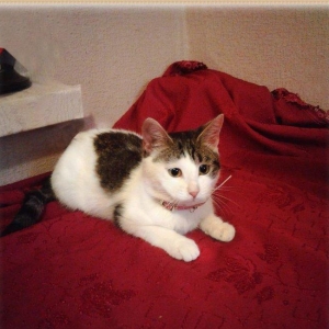 Домашняя чистенькая здоровая девочка (3 + мес. ) бесплатно. Пишите на