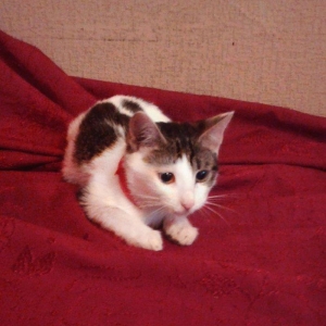 Домашняя чистенькая здоровая девочка (3 + мес. ) бесплатно. Пишите на