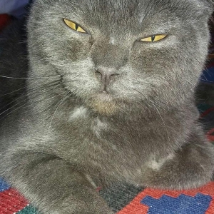 şotlandiskiy şən, oynayaq pişik 6aylıq çox ağıllldı evdə təmiz saxlanı