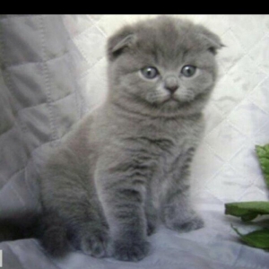 Salam kımde bele pısık balası var  komu ne jalko podarıte pojaluysta b