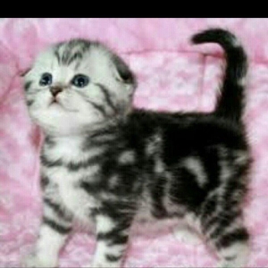 Salam kımde bele pısık balası var  komu ne jalko podarıte pojaluysta b