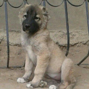 2ay 15 gunluk kucuklerdi xizinin aqdere kendinden gelib ala erkek boz
