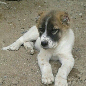 2ay 15 gunluk kucuklerdi xizinin aqdere kendinden gelib ala erkek boz