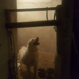 Alabay
 1 yasi var disidi bala vermiyib helem  cox gozel itdi 
baxmaq