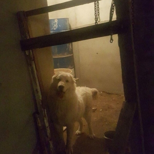 Alabay
 1 yasi var disidi bala vermiyib helem  cox gozel itdi 
baxmaq