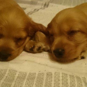 Kokers spaniel  qurt dermanlari verilib, heleki erkek diwi var bron et